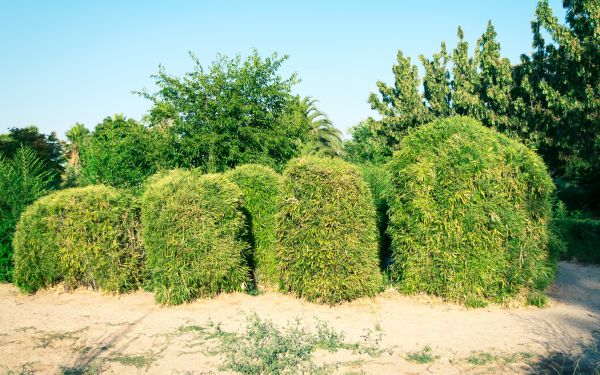 Cost of Bamboo Hedge Removal in Lenoir City