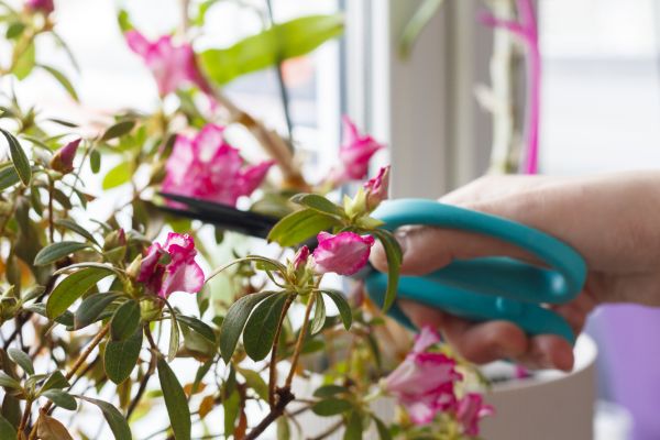 Azalea Pruning in Lenoir City