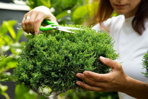 Cost of Juniper Shrub Pruning in Lenoir City