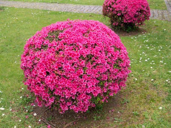 Cost of Rhododendron Pruning in Lenoir City