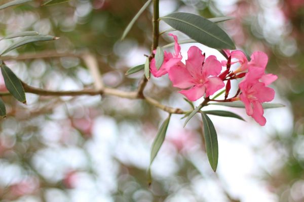Cost of Oleander Removal in Lenoir City