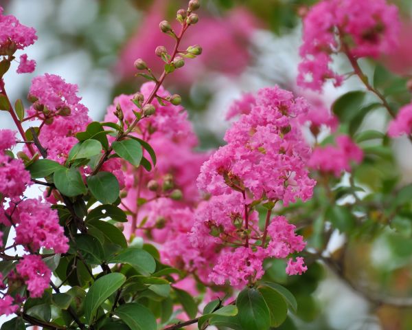 Cost of Crepe Myrtle Removal in Lenoir City