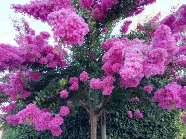Cost of Crape Myrtle Pruning in Lenoir City