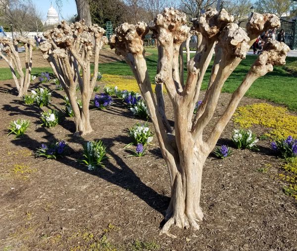Cost of Myrtle Tree Removal in Lenoir City