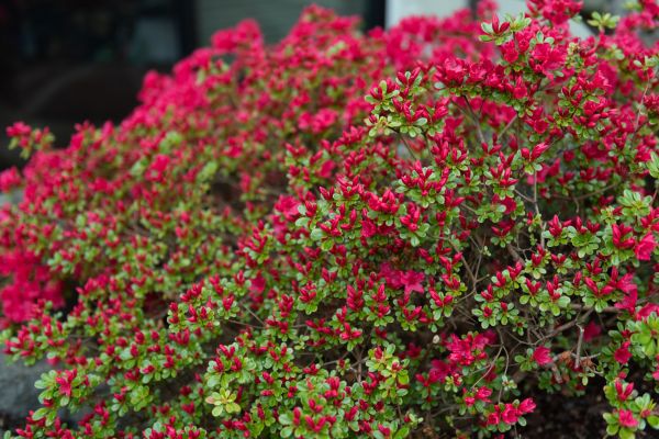 Cost of Weigela Removal Service in Lenoir City