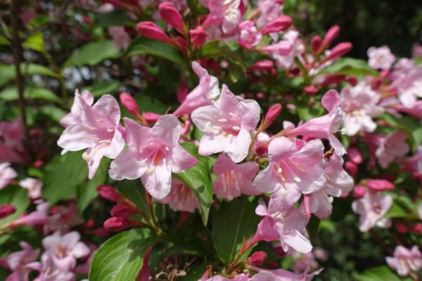 Cost of Weigela Pruning Service in Lenoir City