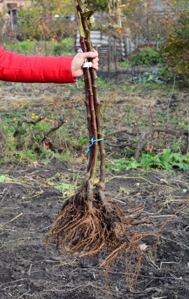 Cost of Shrub Root Removal in Lenoir City