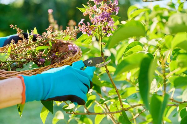 Cost of Lilac Trimming Service in Lenoir City