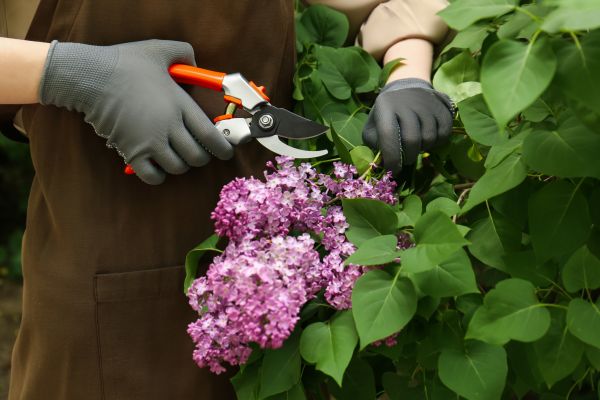 Cost of Lilac Pruning Service in Lenoir City