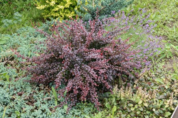 Cost of Japanese Barberry Removal in Lenoir City
