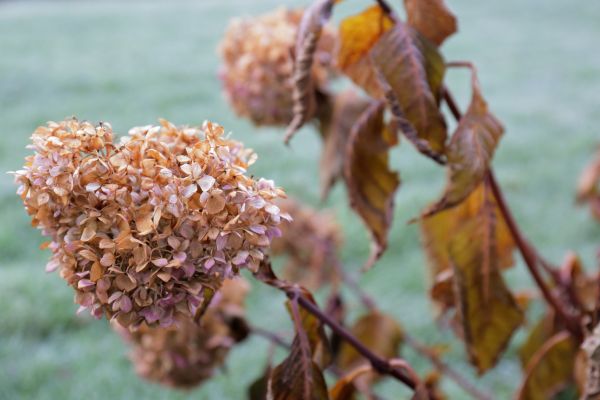 Cost of Hydrangea Removal in Lenoir City