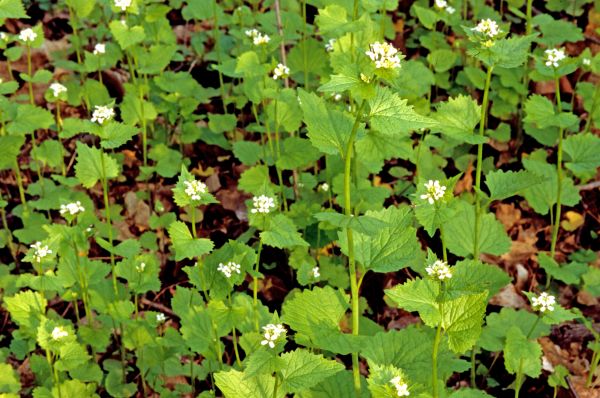 Cost of Garlic Mustard Removal in Lenoir City