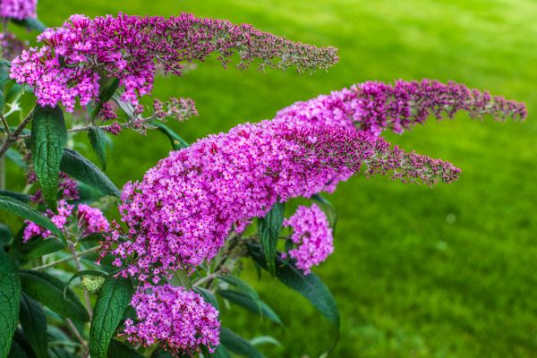 Cost of Butterfly Bush Removal in Lenoir City