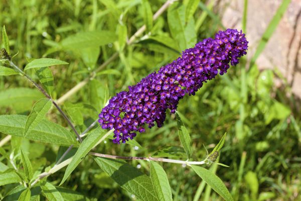 Butterfly Bush Pruning in Lenoir City