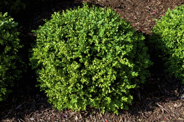 Cost of Boxwood Removal in Lenoir City