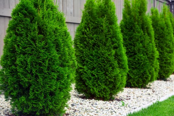 Cost of Arborvitae Trimming in Lenoir City
