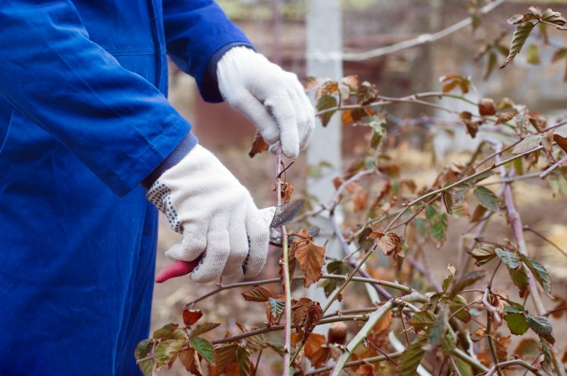 Japanese Barberry Removal